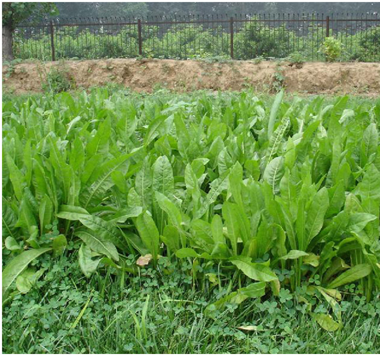 鲁梅克斯种子俄罗斯饲料菜多年生四季牧草种籽牛羊鸡鸭鹅猪草种籽