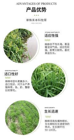 棒棒草种子耐寒水草冬季水稗草菵米优良饲料食用养鱼养虾菵草