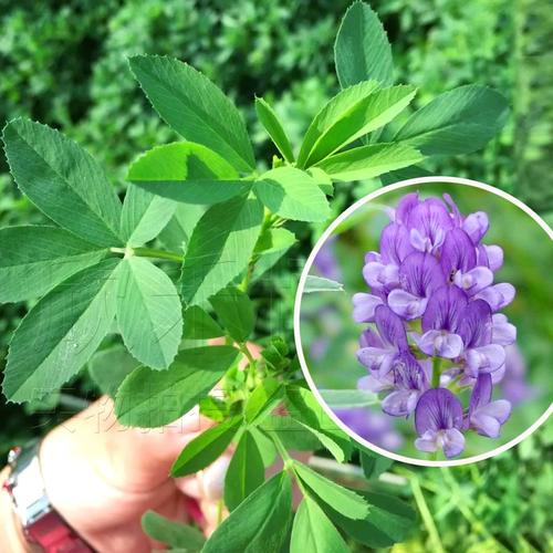紫花苜蓿草种子春季夏秋季耐热四季鸡牛羊兔子畜牧饲料牧草种籽孑