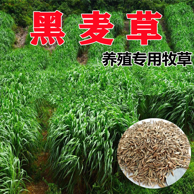 耐寒牧草种子黑麦草种籽多年生鸡鸭鹅猪牛羊鱼草饲料草子种四季青
