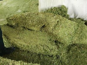 【干牧草牛羊饲料牧草图片】近期120组干牧草牛羊饲料牧草图片合集